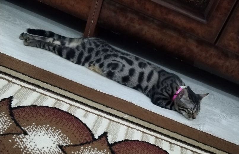 Toza zotli bengalskiy mushuk bolalari sotiladi