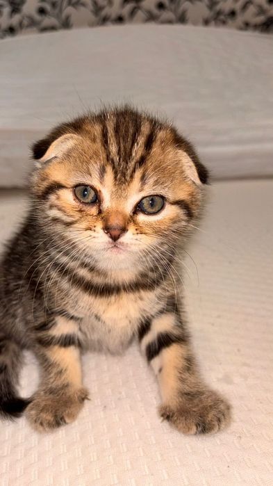 Продам  скоттиш фолд золотой мрамор