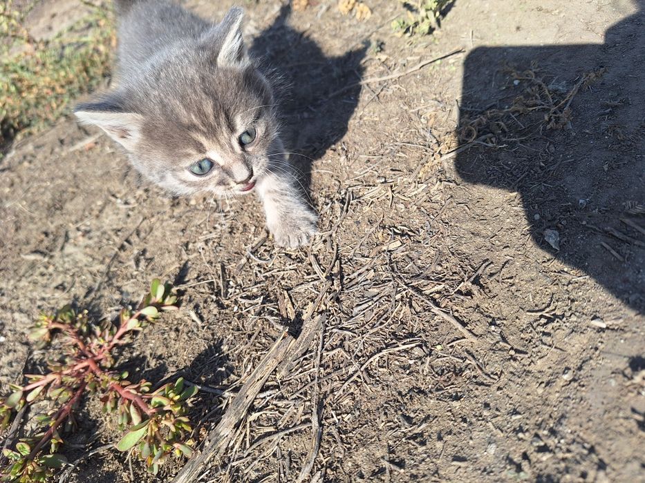 Отдам в добрые руки котят
