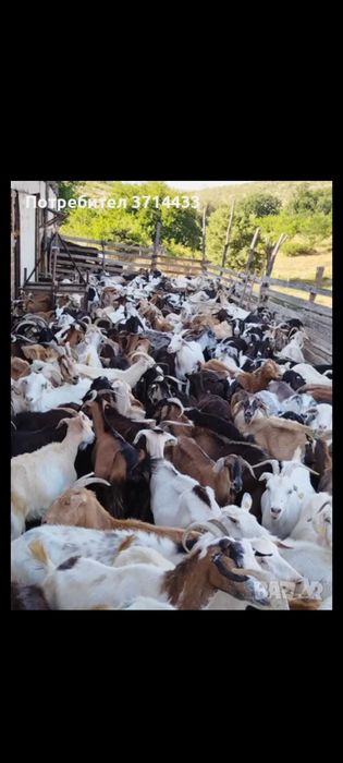 Продавам млади кози