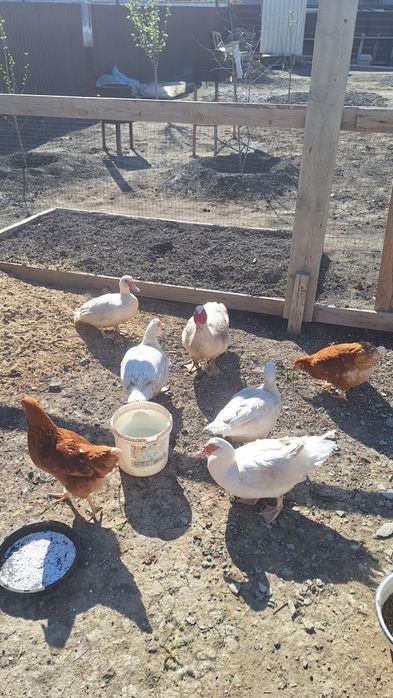 Индоутки  семейка