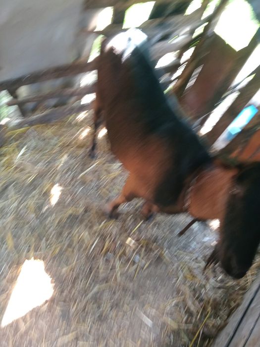 Care alpine originala