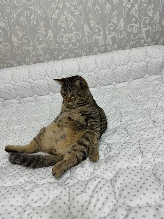 Срочно отдам Кота  мальчика 1 годик