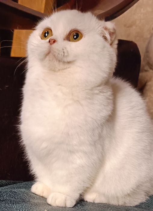 Манчкин мальчик белого окраса