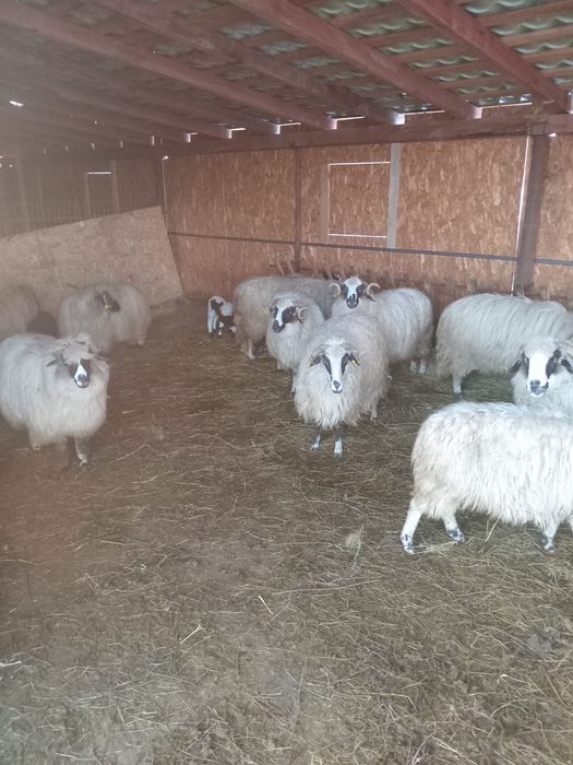 Vând oi breze de Petroșani