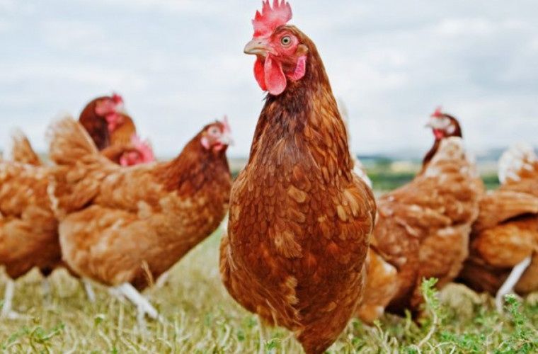 Vând găini și cocoși