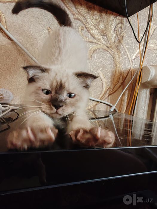 Котята сиамские домашние