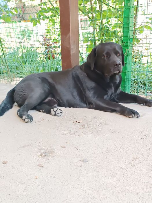 Вязка лабрадор (кабель)