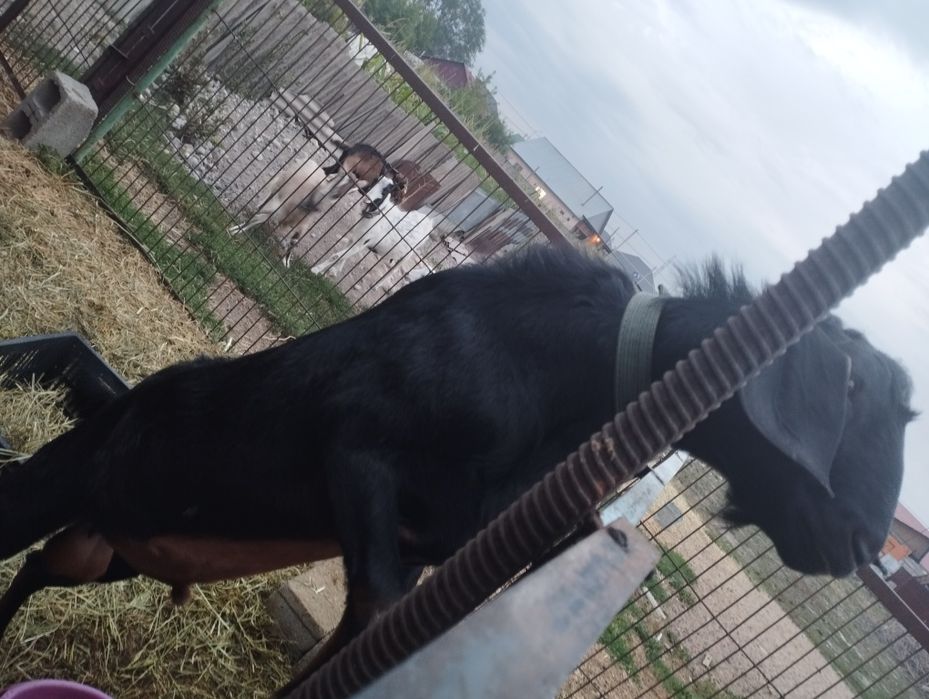 Козел для вязки...