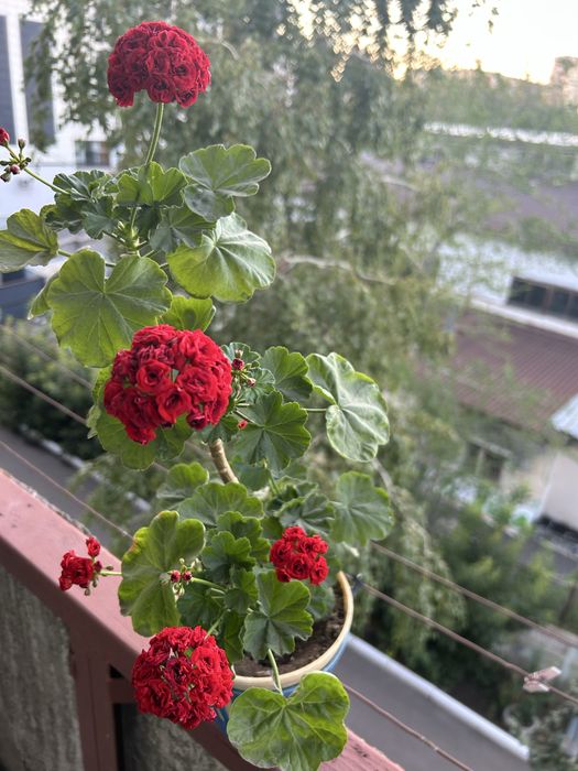 Продам розебудную пеларгонию Андреас розебуд
