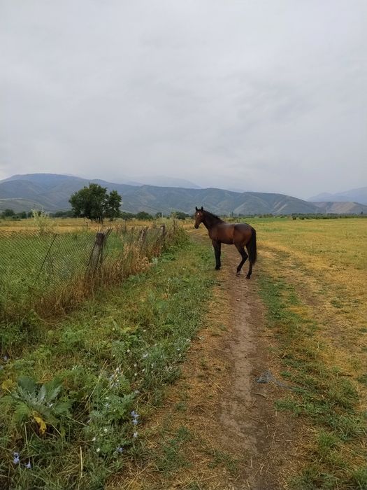 Тай, жеребчик, тай