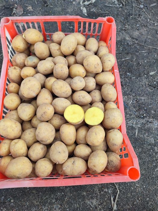 Продам семенную картошку