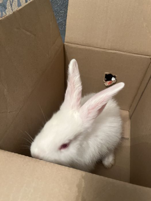 Ақ көжегім сатылады