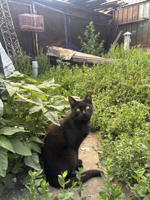 Малявка, которому нужен дом