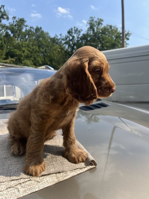 Cocker spaniol rasa pura fetita