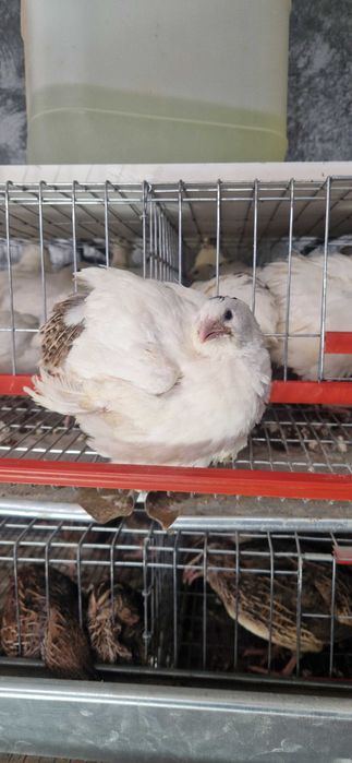 Oua incubat Giganta polara