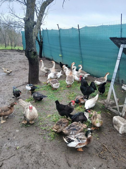 Ouă și păsări de vînzare