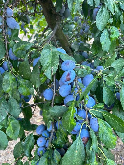Prune compot/tuica