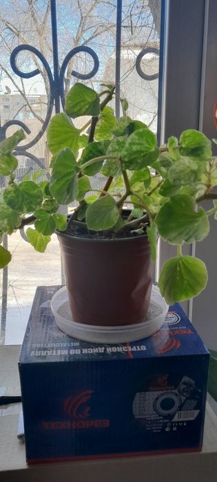 Комнатные цветы  разные. Недорого.