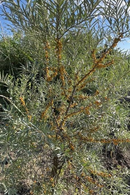 Продам дом в Шанхае