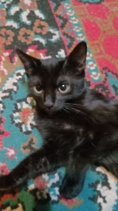 Котят в добрые руки