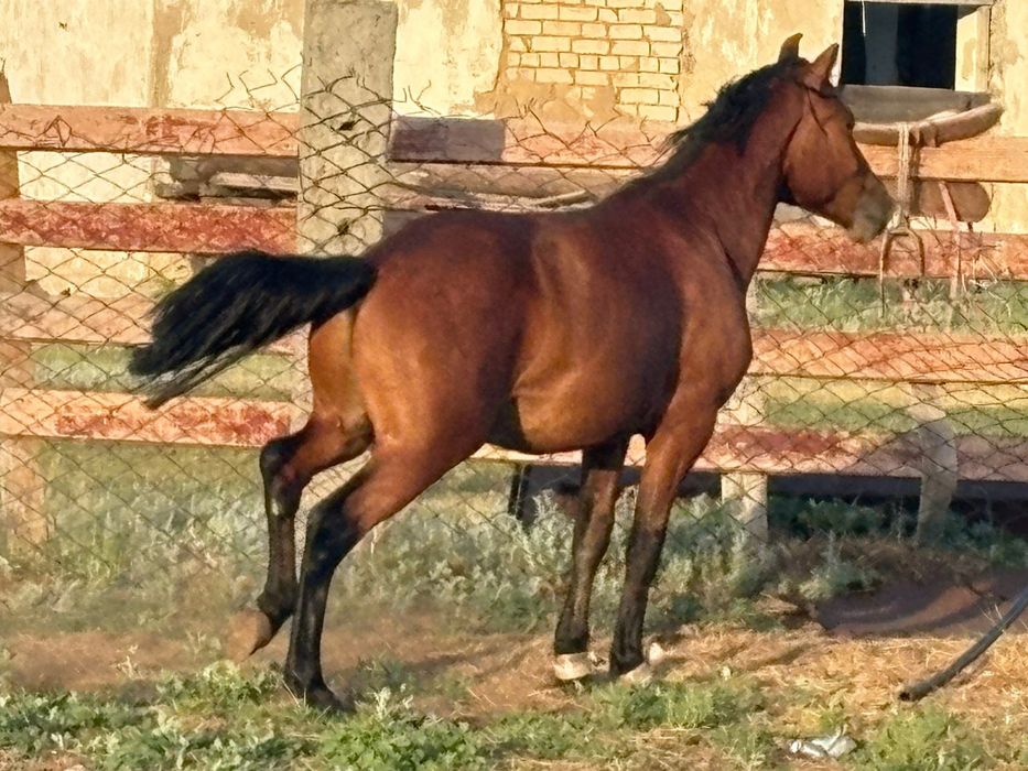 Продается лошадь, Кунан