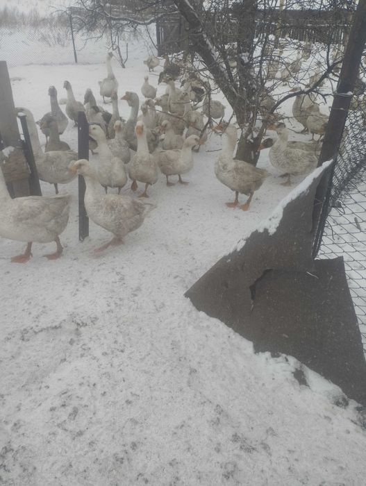 Продам гусей линда