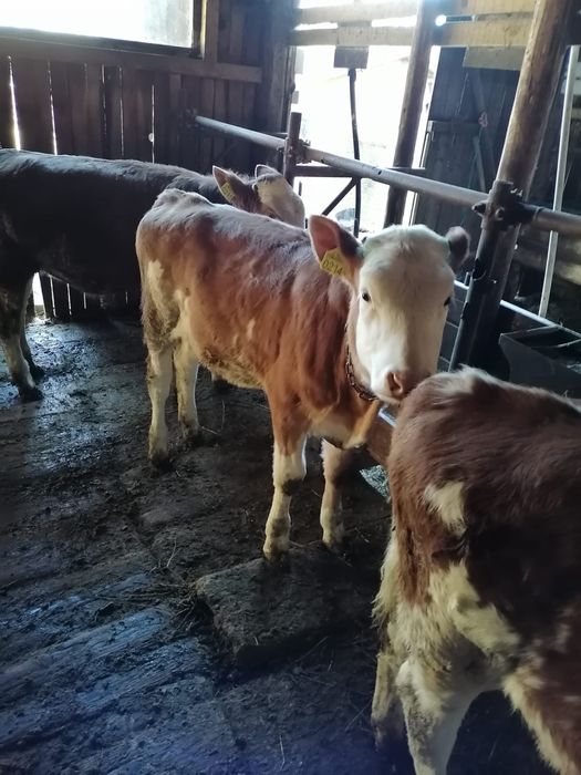 Vand vitele baltata romaneasca