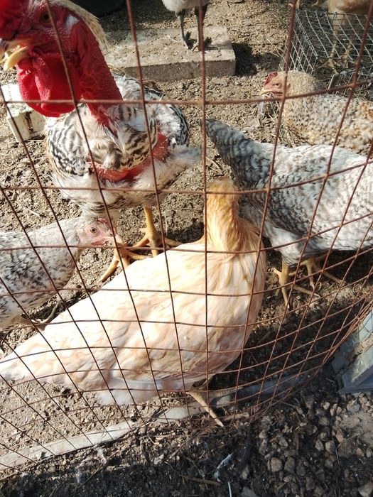 Продам молодку курочек