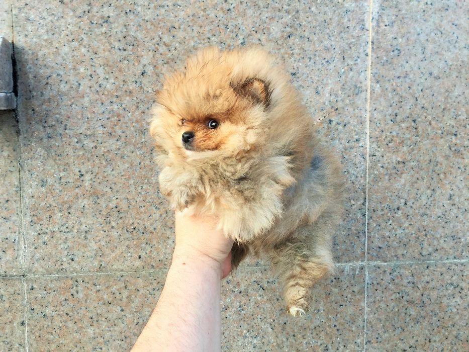 Померан мини Померанчета