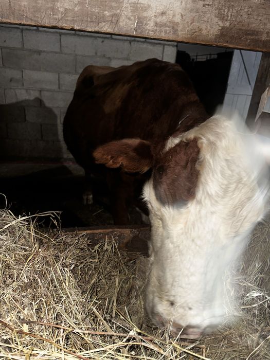 Коровы белоголовые