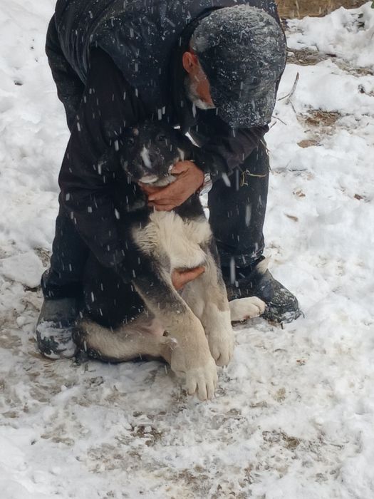 Охранник собаки боетс