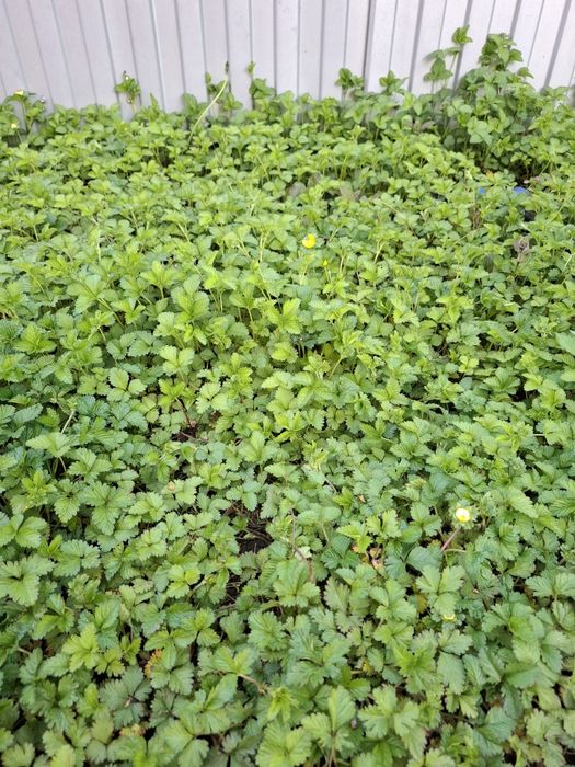 Продам для бордюров лапчатку индийскую