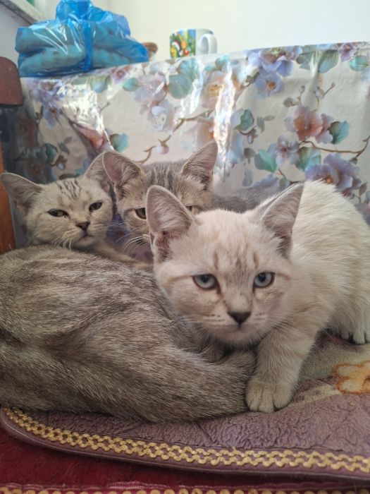 Кошка и котята отдам добрые руки