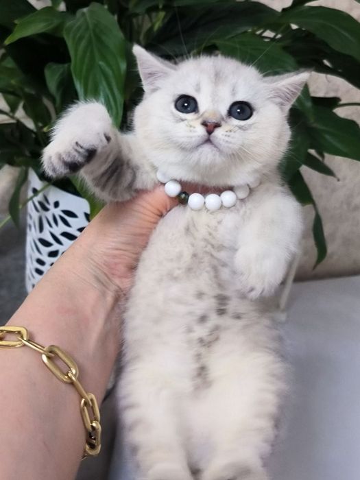 Продам котенка (девочка) скоттиш-страйт