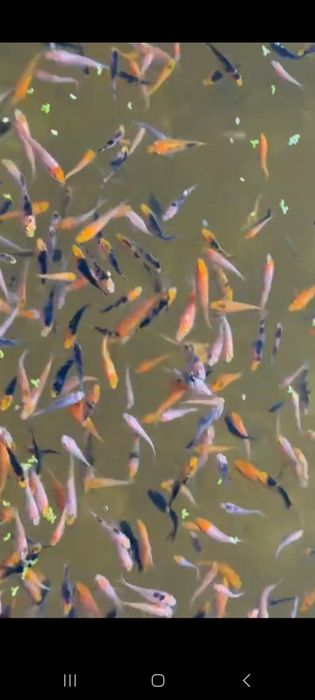 Кои koi yapon karplari tayland sotiladi xar xil turdagilaridan bor