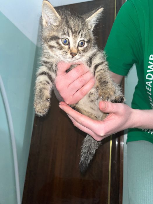Котята, которым нужен дом