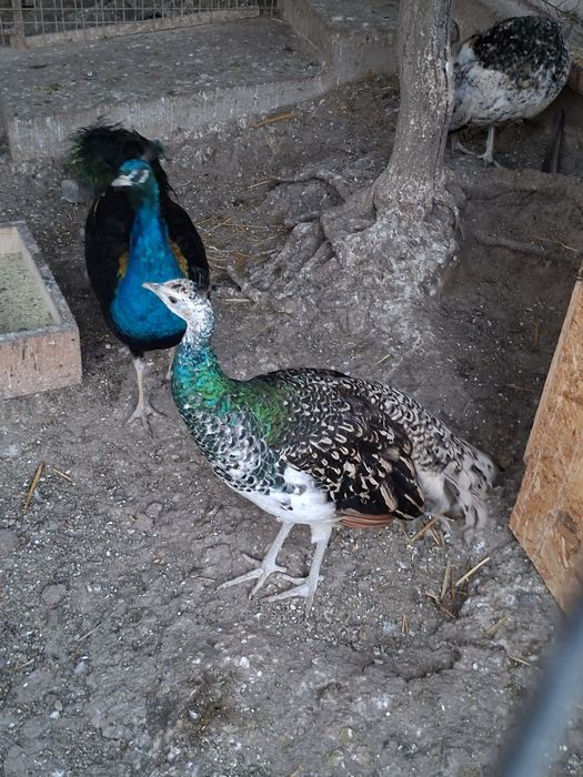 Păuni umăr negru de vânzare