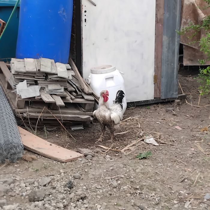 Үкілі қораз сатылады