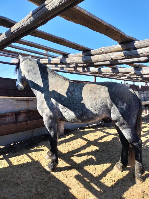 Жеребец 6.   лет