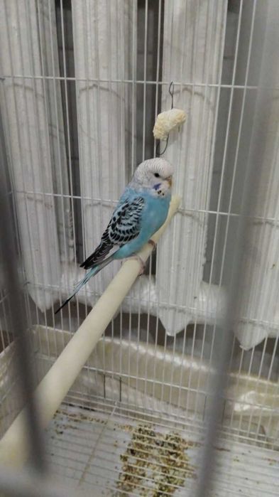 Qushlar  obmen Yapon xoʻrozchaga