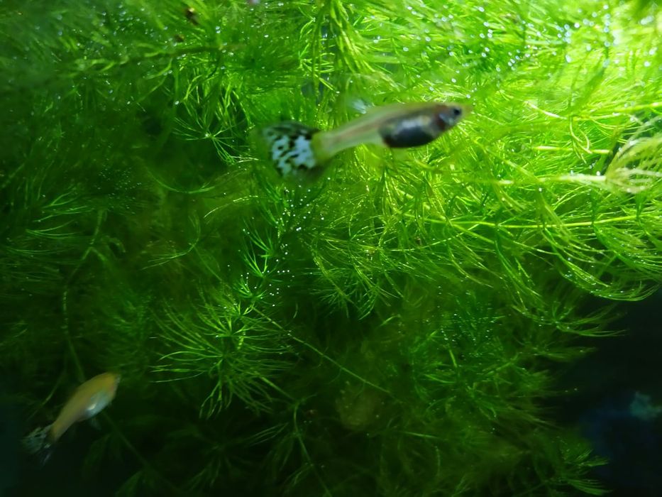 Новый аквариум 60л + бонусы и рыбки.