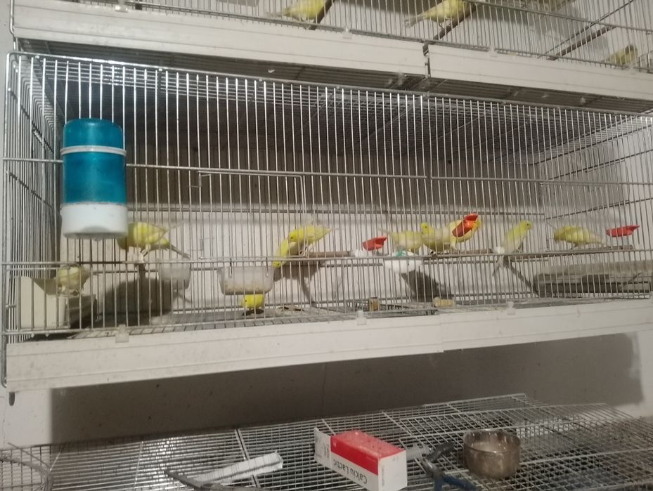 Vând canari Malinois -Waterslager