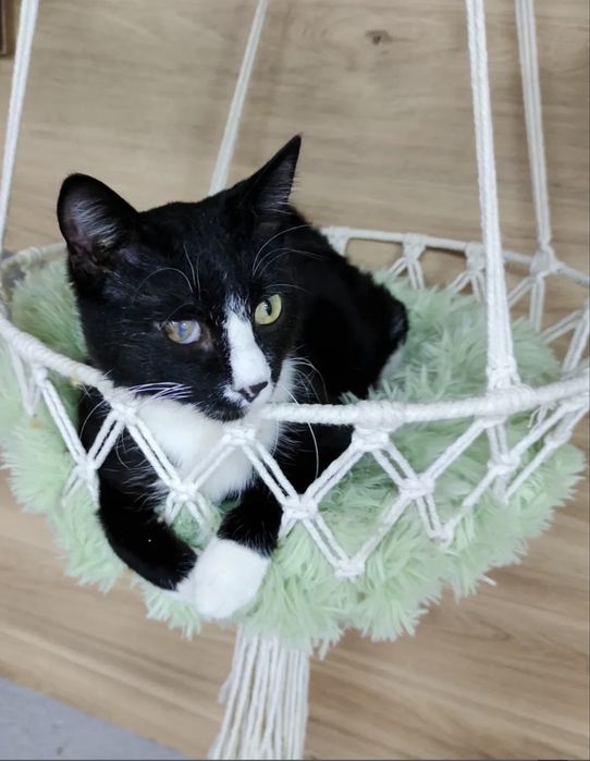 Котик ищет семью!