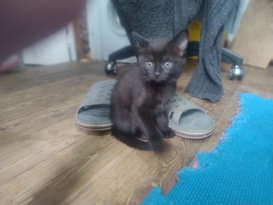 Котята крысыловы