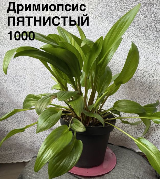 Комнытные цветы.