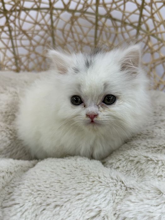 Britaniskiy Heyland Fold visluxa