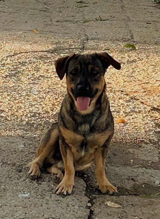 Metis ciobanesc german pitic pui