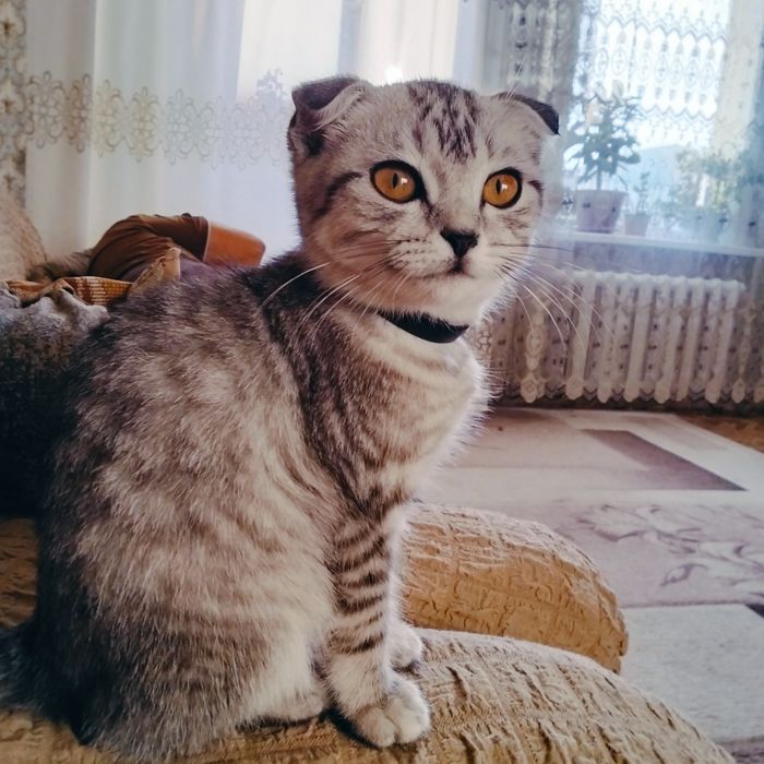 Кошка, шотландский вислоухий кот.