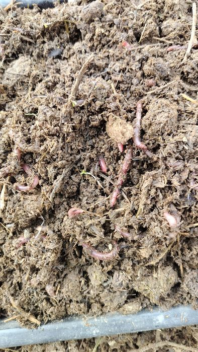 Дождевой черви для рыбалки